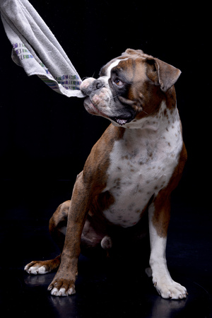 An adorable Boxer playing with towel - studio shot, isolated on black background.の写真素材