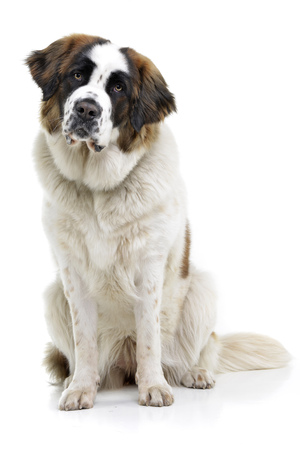 Studio shot of an adorable Moskovskaya Storozhevaya sitting on white background.の写真素材