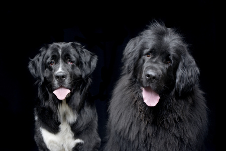 Studio shot of two adorable Newfoundland dog - isolated on black background.の写真素材