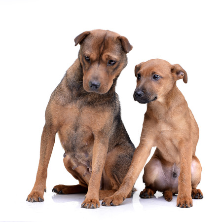 Studio shot of two adorable mixed breed dog sitting on white background.の写真素材