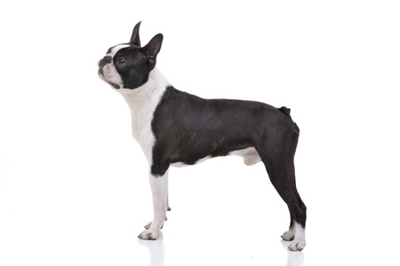 Studio shot of an adorable Boston Terrier standing on white background.の写真素材