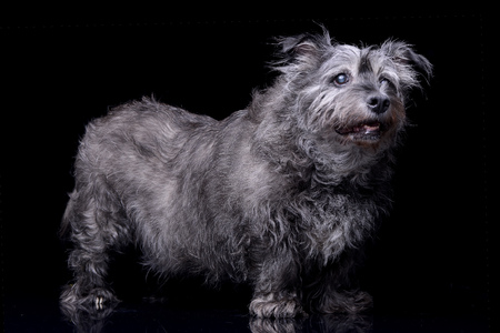 Studio shot of an adorable mixed breed dog standing on black background.の写真素材