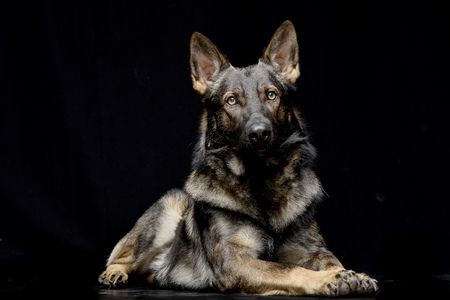 Studio shot of an adorable German shepherd lying on black background.の写真素材