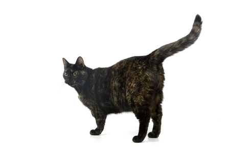 Studio shot of an adorable domestic cat standing on white background.の写真素材