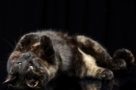 Studio shot of an adorable domestic cat lying on black background.の写真素材
