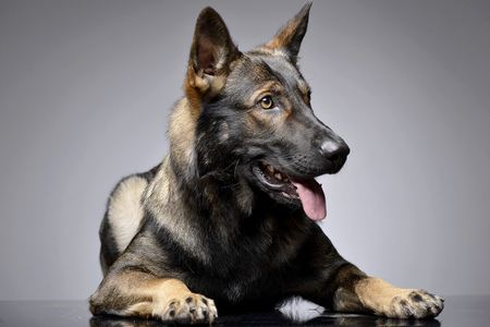 Studio shot of an adorable German shepherd lying on grey background.の写真素材