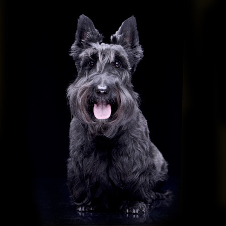 Studio shot of an adorable Scottish terrier sitting on black background.の写真素材
