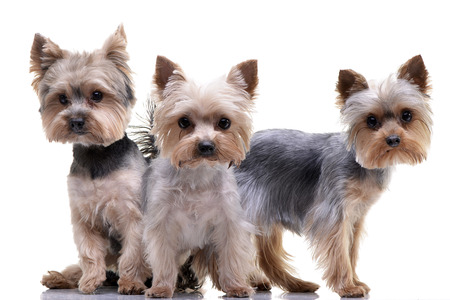 Studio shot of three adorable Yorkshire Terrier - isolated on white background.の写真素材