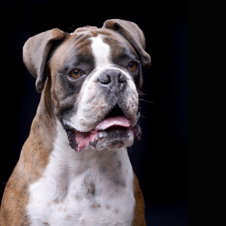 Portrait of an adorable Boxer sitting on black background.の写真素材