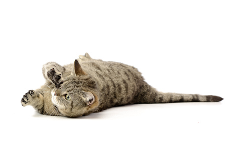 Studio shot of an adorable tabby cat playing on white background.の写真素材