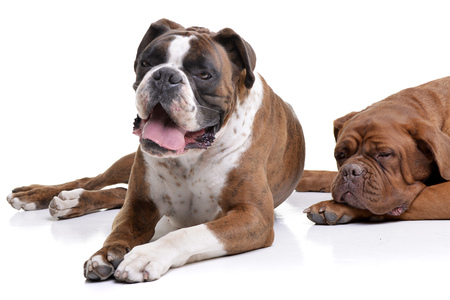 Studio shot of an adorable Boxer and a Dogue de Bordeaux lying on white background.の写真素材