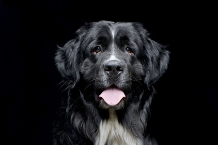 Portrait of an adorable Newfoundland dog - isolated on black background.の写真素材
