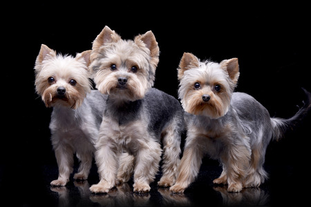 Studio shot of three adorable Yorkshire Terrier standing on black background.の写真素材