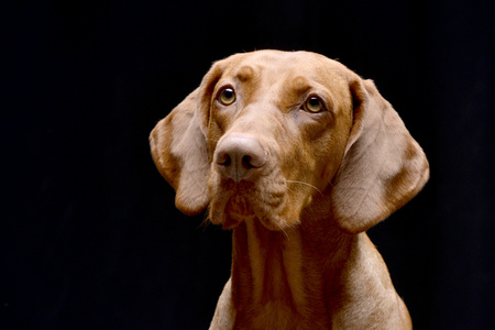 Portrait of an adorable hungarian vizsla (magyar vizsla) - isolated on black background.の写真素材