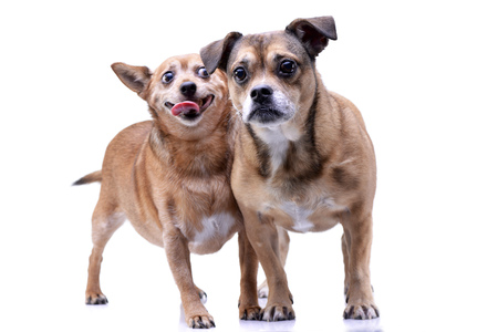 Studio shot of two adorable mixed breed dog standing on white background.の写真素材