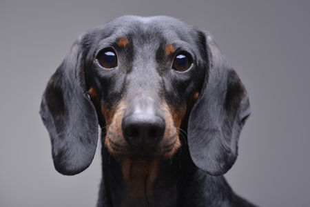 Portrait of an adorable Dachshund - isolated on grey background.の写真素材