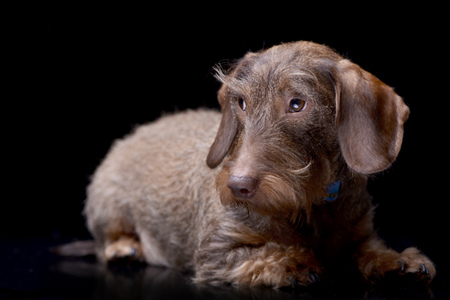 Studio shot of an adorable wire haired Dachshund lying on black background.の写真素材