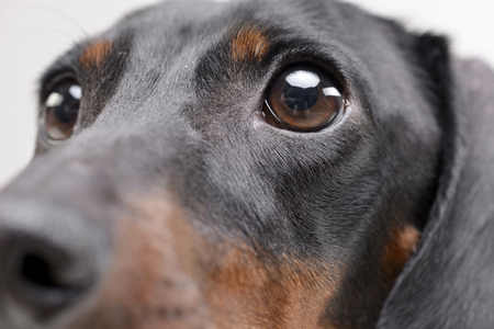 Close portrait of an adorable Dachshund - studio shot.の写真素材