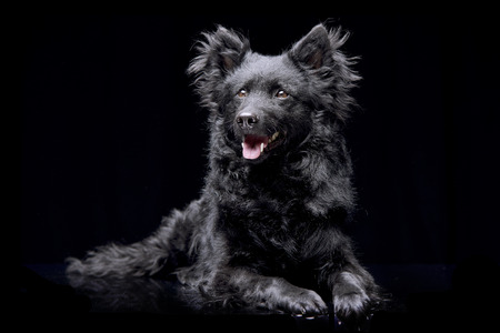 Studio shot of an adorable Mudi dog lying on black background.