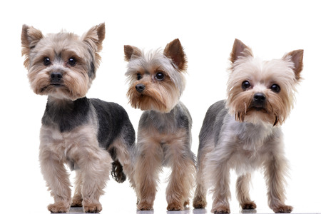 Studio shot of three adorable Yorkshire Terrier standing on white background.の写真素材