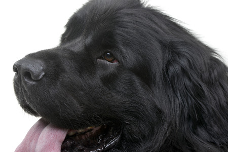 Portrait of an adorable Newfoundland dog - isolated on white background.の写真素材