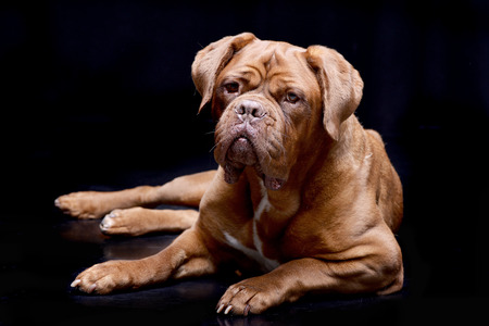 Studio shot of an adorable Dogue de Bordeaux lying on black background.の写真素材