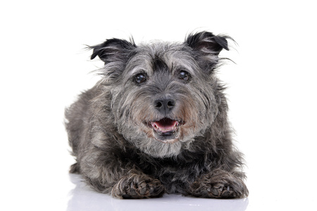 Studio shot of an adorable mixed breed dog lying on white background.の写真素材