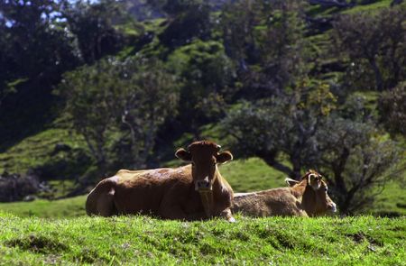 two quiet cowsの写真素材