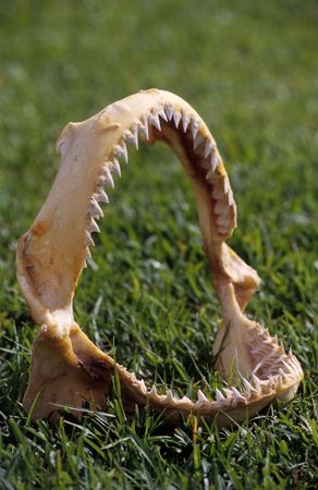 jaw of tiger shark steady on grassの写真素材