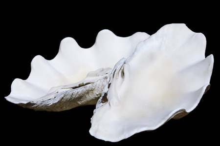 old shell clamの写真素材
