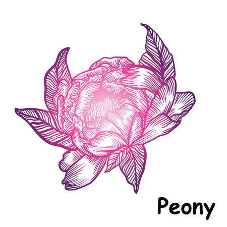 illustration with flower peony, linear print tattoo. vintage styleのイラスト素材