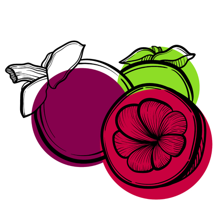 Vector illustration with Asian mangosteen fruit. Tattoo art.のイラスト素材