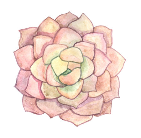 Watercolor succulent. A beautiful summer plant. Watercolor cactus.の写真素材