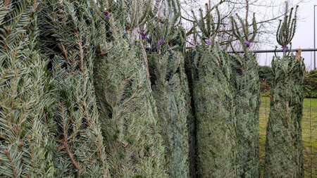Fresh Christmas trees wrapped in netting at a holiday market.