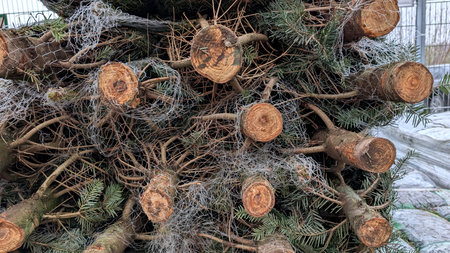 Freshly cut Christmas trees wrapped in nets, stacked for sale at a garden center.