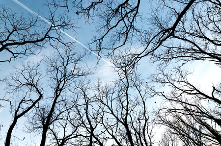 Belay trace of the plane in the blue sky and flying birds over crowns