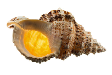 Big conch isolated on white background.