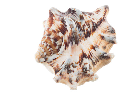 Big sea shell with brown and white colour isolated on white backgroundの写真素材