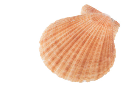 Ocean shell isolated on white backgroundの写真素材