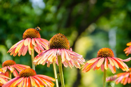 Pink Echinacea flowersの写真素材