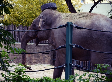 An elephant clown with rubber hatの写真素材
