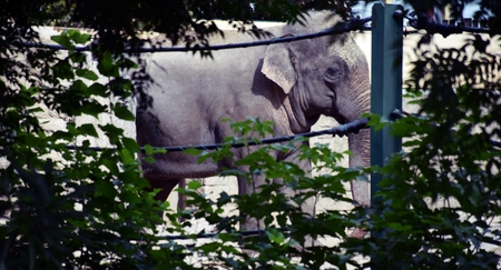 An elephant in the sunshineの写真素材