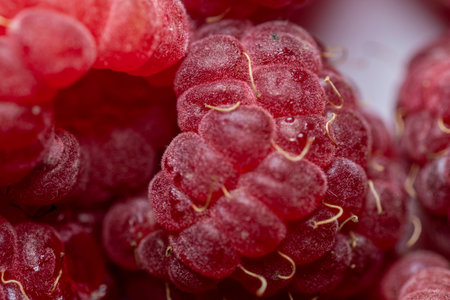 Close up of fresh raspberries. Macro. Whole background.
