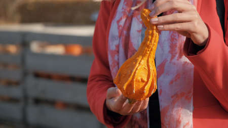 young girl chooses a pumpkin for halloween