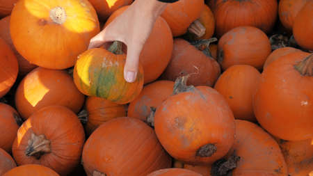 person choosing a pumpkinの写真素材