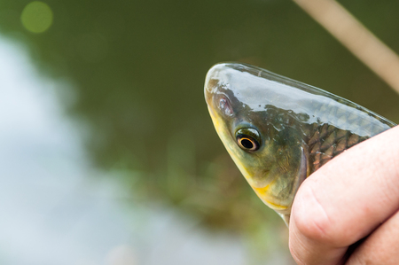 Holding a fish with his hands. Fish called Piaucu in Brazil.の写真素材