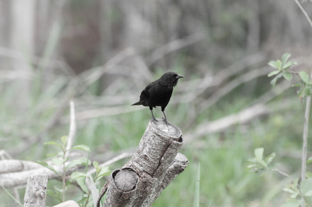 Black bird on a cut tree stump. Also known as Grauna bird in Brazil.