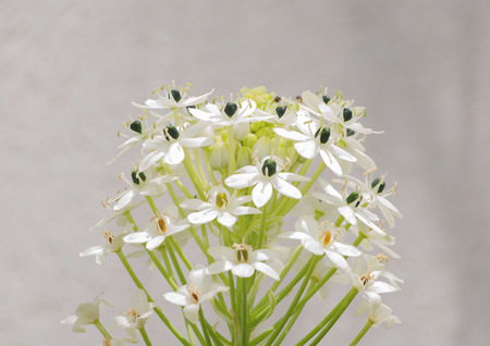 Green twig blooming beautiful small white flowers.