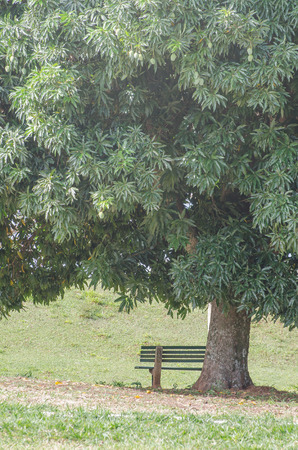 Large mango tree with a bench in its shadow.の写真素材