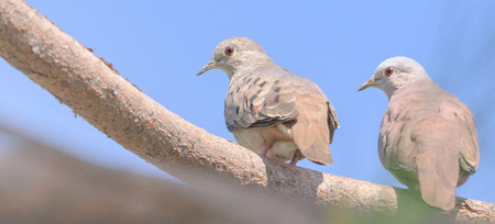 Two birds looking back landed on a tree branch. Birds with red eyes.